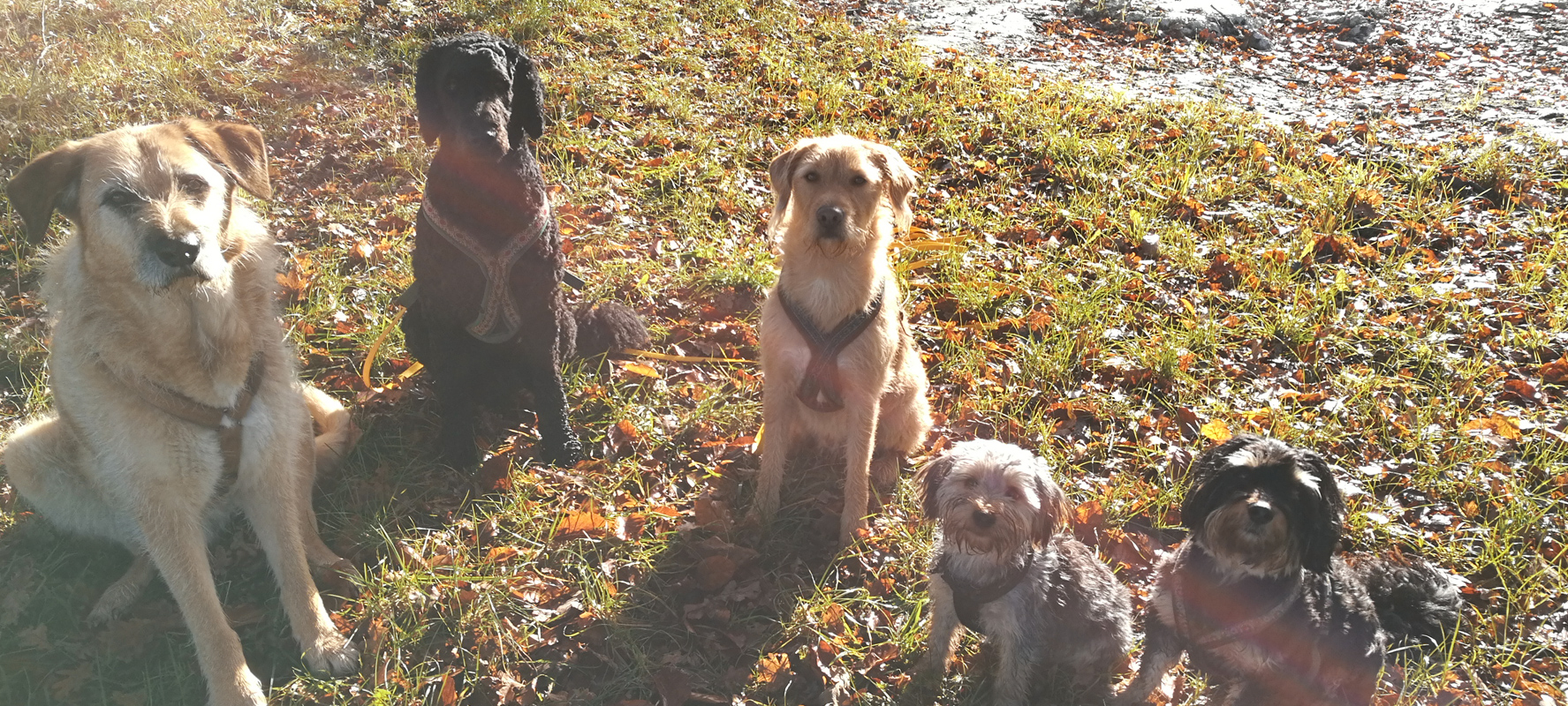 Einladung zur Hundeschule